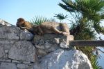 PICTURES/Gibraltar - The Rock & Monkeys/t_DSC00998.JPG